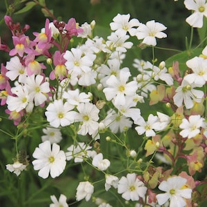 Babys Breath Flower Seeds (Gypsophila Elegans) 200+Seeds