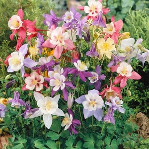 Columbine European Mix Flower Seeds (Aquilegia Caerulea) 50+Seeds