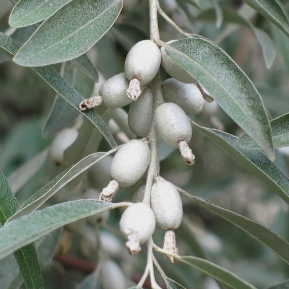 Russian Olive Tree Seeds (Elaeagnus angustifolia) 5+Seeds - Etsy.de