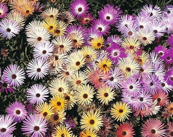 Ice Plant Mix Flower Seeds (Dorotheanthus Bellidiformis Mix) 200+Seeds