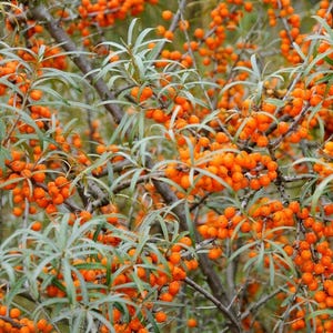SAFLAX Sea Buckthorn Seeds - 40 Seeds Of Hippophae Rhamnoides, Hardy Medicinal Plant With Orange Berries