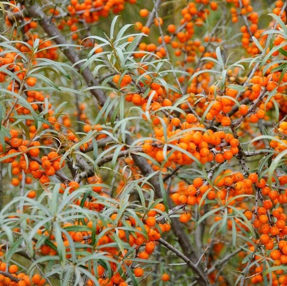 SAFLAX Sea Buckthorn Seeds - 40 Seeds Of Hippophae Rhamnoides, Hardy Medicinal Plant With Orange Berries