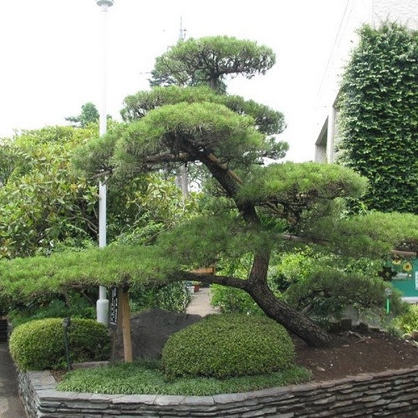 Japanese Black Pine Tree Seeds (Pinus thunbergiana) 20+Seeds