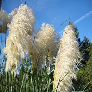 Pampas White Ornamental Grass Seeds Cortaderia selloana 50Seeds image 2