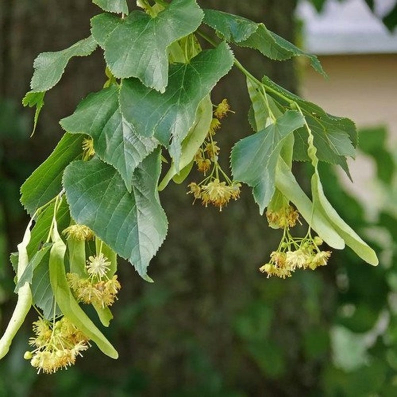 Littleleaf Linden Tree Seeds Tilia cordata 20Seeds Etsy