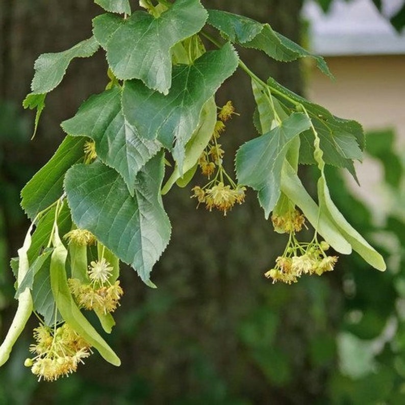 Littleleaf Linden Tree Seeds Tilia cordata 20Seeds image 3