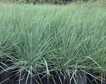 Love Grass Blue Ornamental Grass (Eragrostis elliotii Blue) 50+Seeds