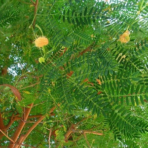 Silver Wattle Mimosa Tree Seeds Acacia dealbata 30Seeds image 3