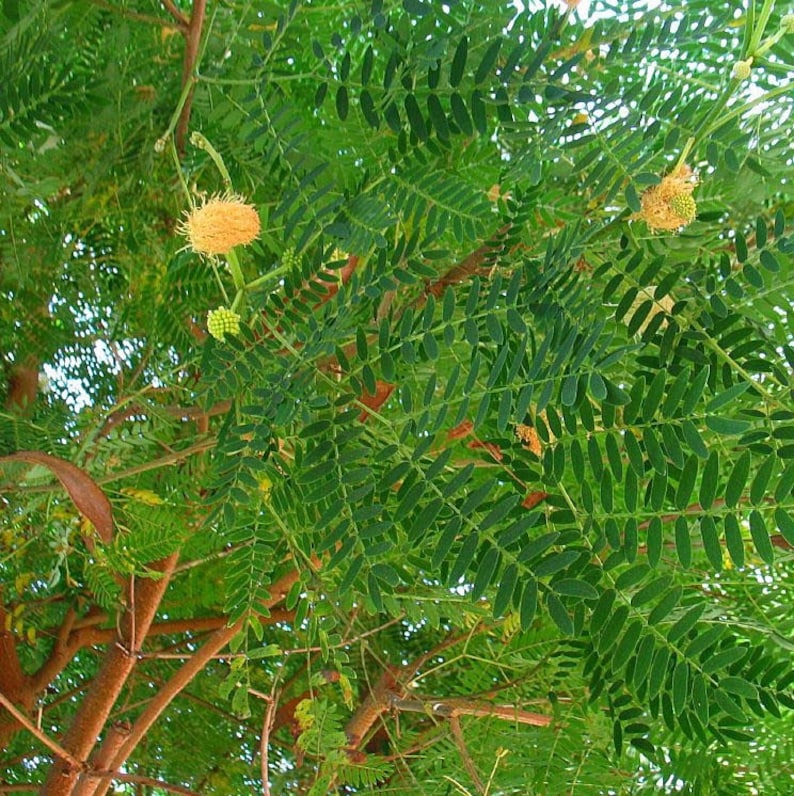 Silver Wattle Mimosa Tree Seeds Acacia dealbata 30Seeds image 3