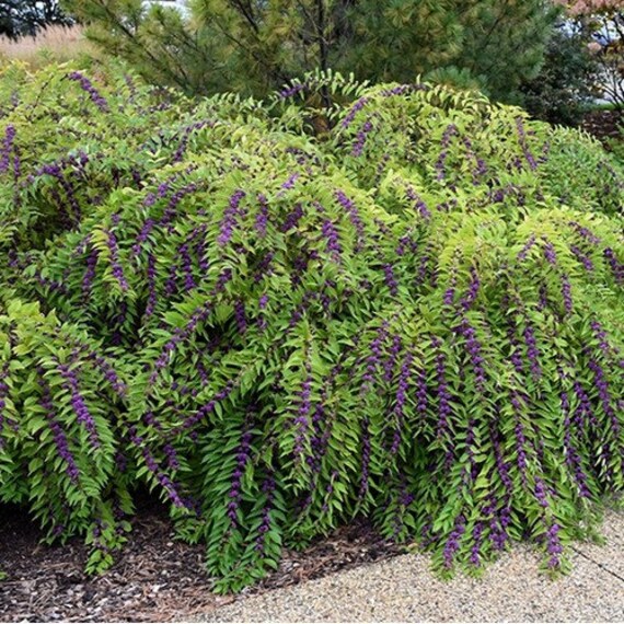 Purple Beautyberry Bush Seeds callicarpa Dichotoma 25seeds - Etsy