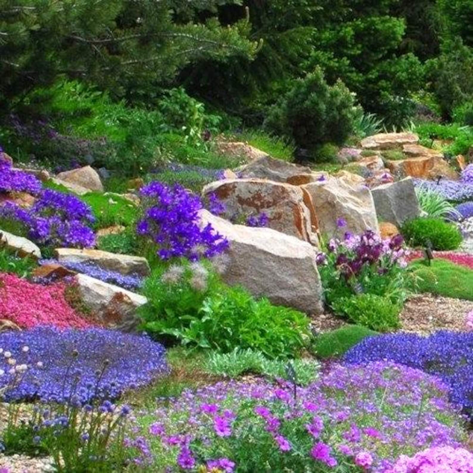 Rock Garden Perennials Flower Seeds 200+seeds - Etsy