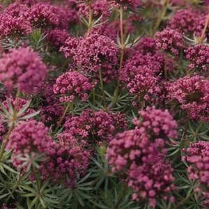 Crossworts Pretty Pink Flower Seeds Crucianella Phuopsis Stylosa 50Seeds image 2