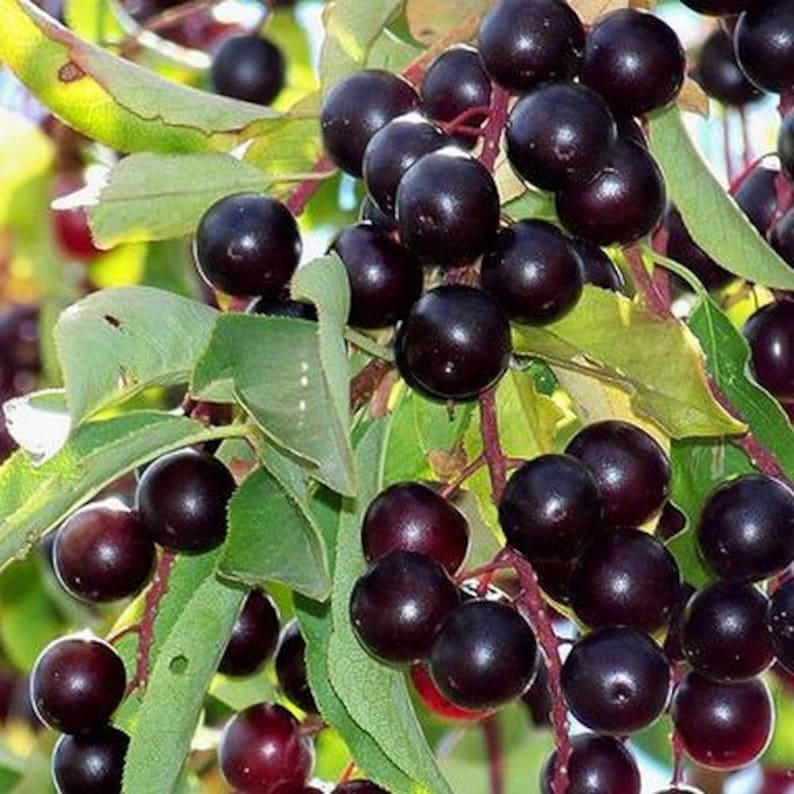 Chokecherry Tree Seeds prunus Virginiana 25seeds Etsy