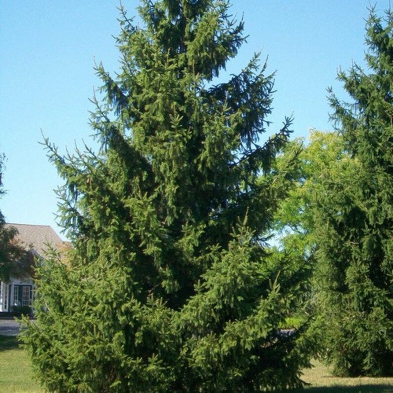 Norway Spruce Tree Seeds Picea abies 20Seeds image 2