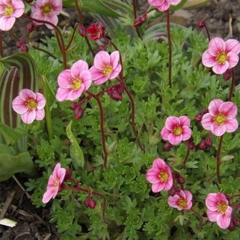 Saxifraga Rose Robe Flower Seeds Saxifraga Arendsii 100Seeds image 2