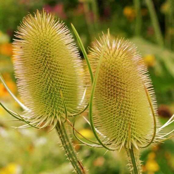 Fullers Teasel Plant Seeds (dipsacus Sativus) 50+seeds - Etsy