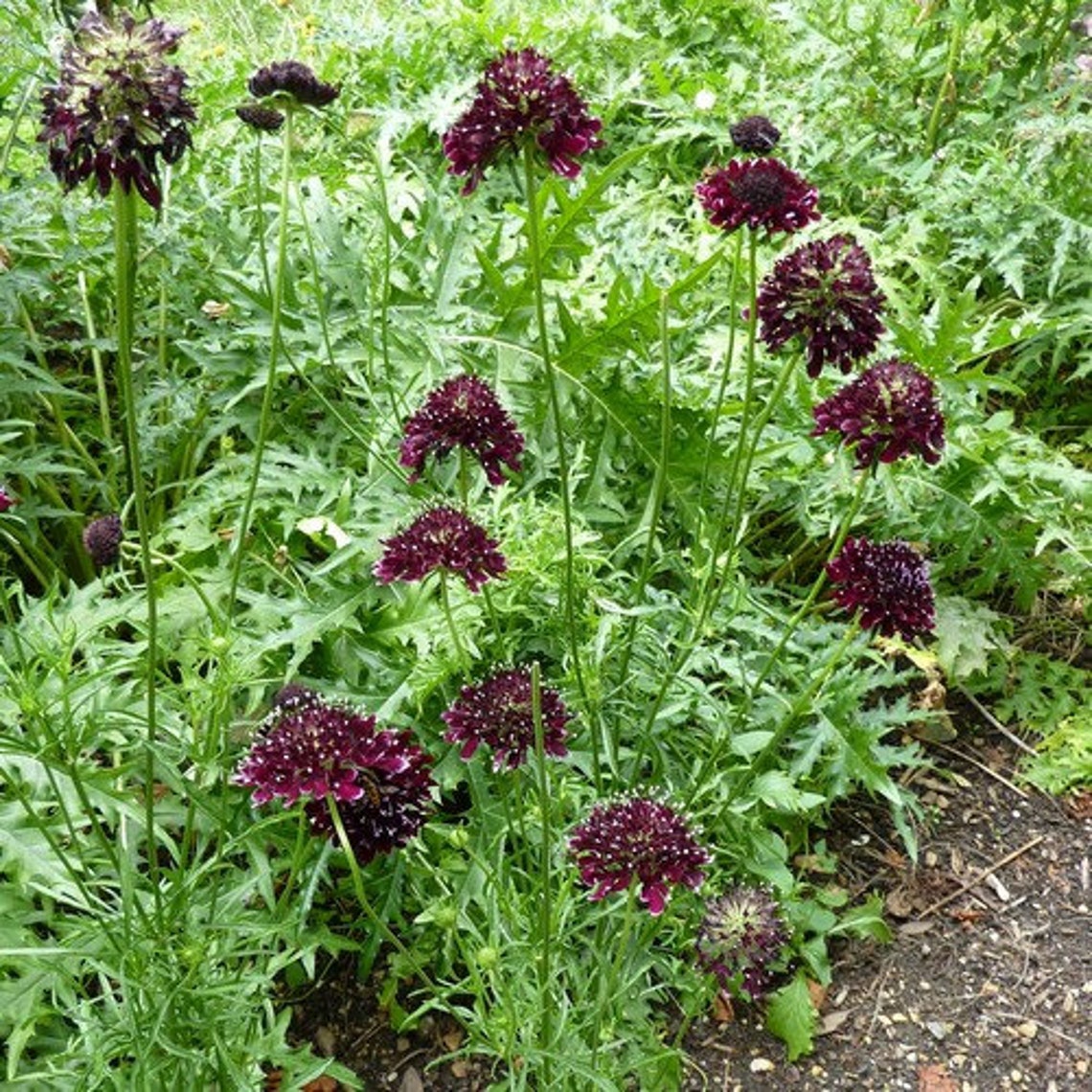 Pincushion Double Purple Flower Seeds Scabiosa Atropurpurea Etsy