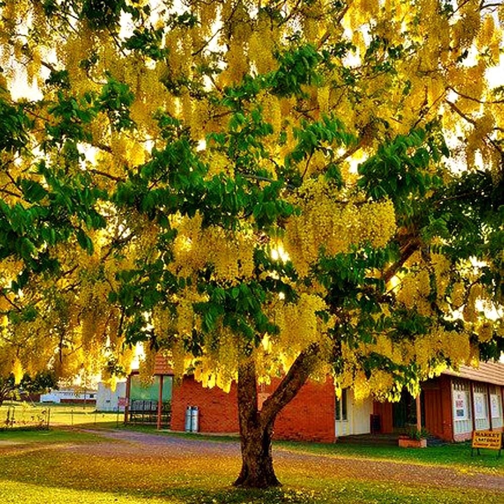 Golden Shower Tree Seeds (cassia Fistula) 25+seeds - Etsy Canada