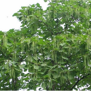 Chinese Catalpa Tree Seeds Catalpa ovata 15Seeds Bild 2