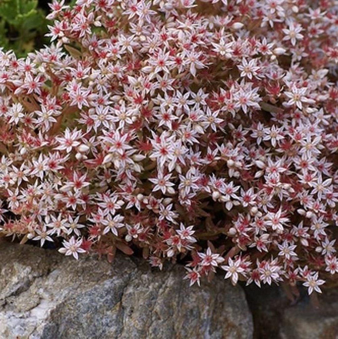 Semillas de Sedum Sedum: Cobertura vegetal resistente a la sequía (más de  50 semillas) - Etsy México, image size:1080x1082