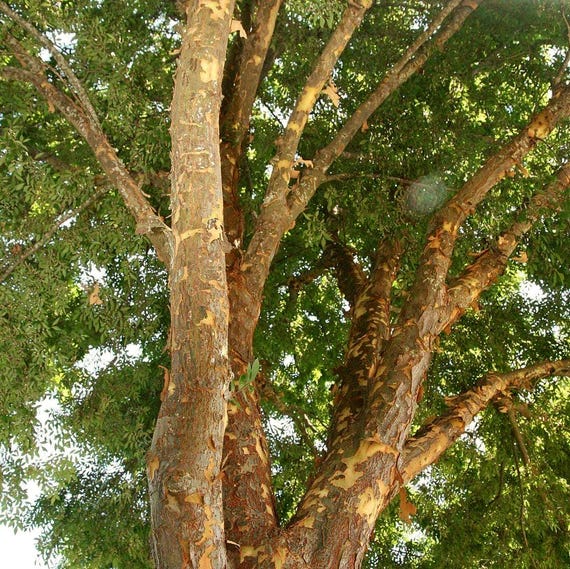 Chinese Elm Tree Pods