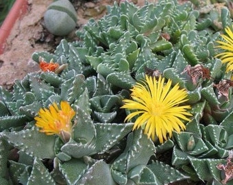 Pebbled Tiger Jaws Succulent Seeds (Faucaria Tuberculosa) 20+Seeds