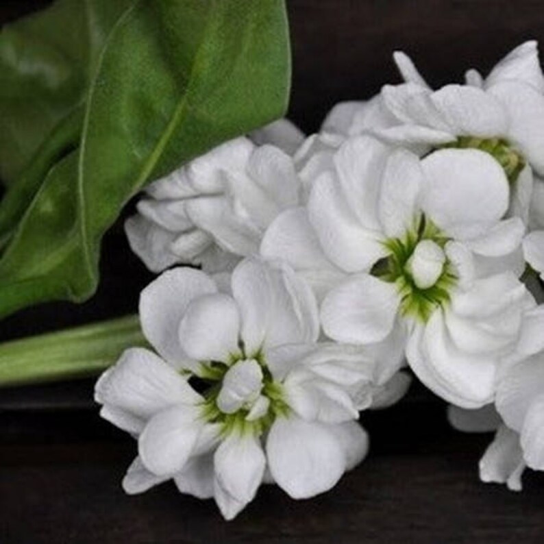 Stock White Flower Seeds Matthiola Incana Ten Week White 50Seeds image 3