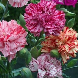 chabaud carnation picotee dianthus