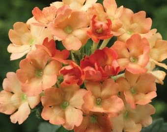 Verbena Apricot 50 Seeds Verbena Apricot 50 Seeds