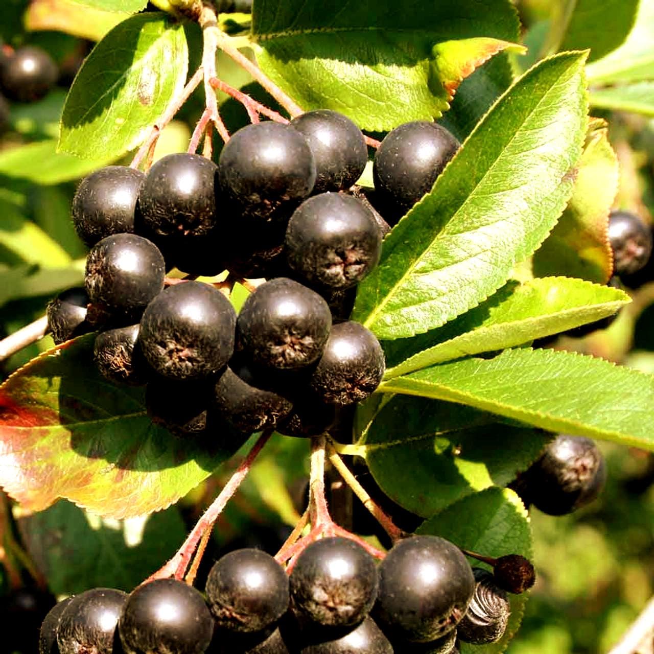 Black Chokeberry (Aronia Melanocarpa) In Boston Hopkinton Chelmsford Hingham Mid