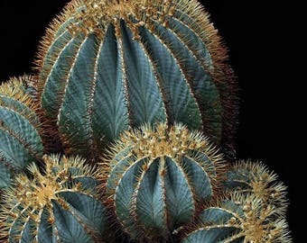 Blue Barrel Cactus Seeds (ferocactus Glaucescens) 20+seeds - Etsy