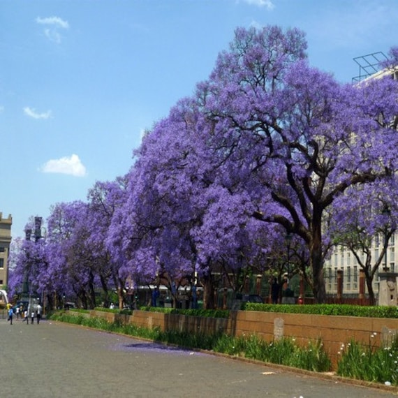 Blue Jacaranda Tree Seeds Jacaranda Mimosifolia 30seeds Etsy