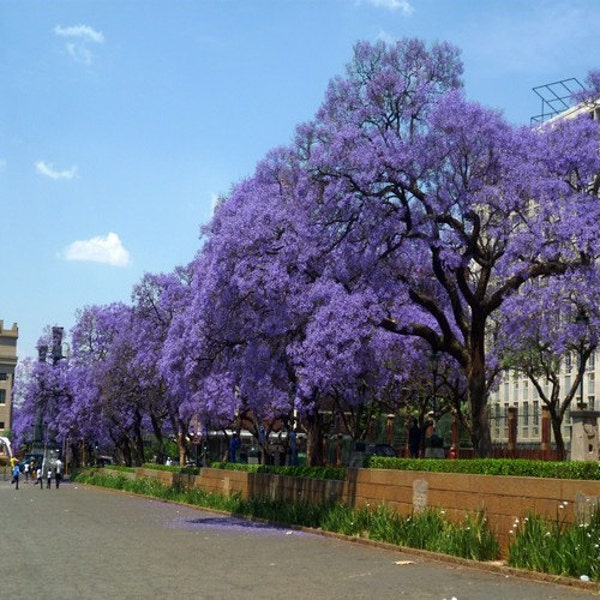 Blue Jacaranda Tree Seeds (Jacaranda mimosifolia) 30+Seeds