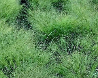 Hierba del amor azul (Eragrostis elliotii azul) 50+ semillas