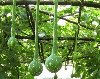 Gourd Dipper Long Handle Vegetable Seeds (lagenaria siceraria) 15+Seeds