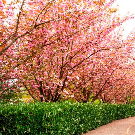 Japoński Kwitnienia Wiśniowe Drzewo Nasiona Prunus Serrulata 10 Nasiona