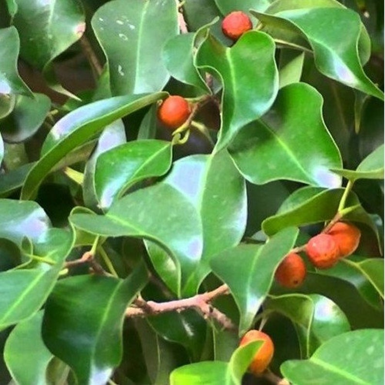 Weeping Fig Ficus Tree Seeds Ficus benjamina 25Seeds image 3