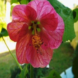 Flowering Maple Mix Flower Seeds Abutilon Hybridum 50Seeds image 3