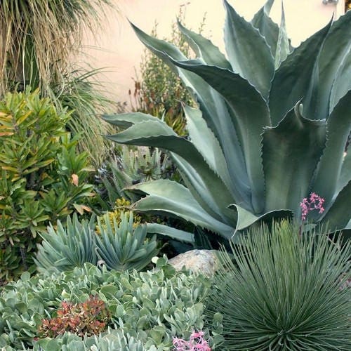 Combined S&H Agave Species Seeds Mix 20 Excellent House Plants 