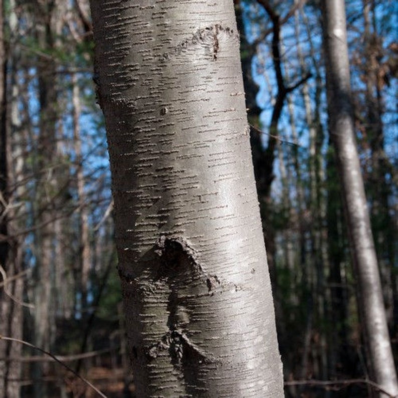 May include: Close-up of a tree trunk with smooth, light gray bark and a rough, dark gray texture. The bark has a distinctive pattern of horizontal lines and small, irregular bumps.
