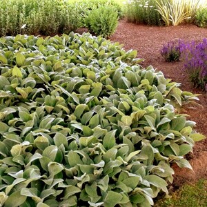 Lambs Ear Seeds (Stachys Byzantina Lanata) 50+Seeds