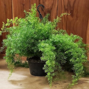 Asparagus Fern Seeds (Asparagus Sprengeri) 30+Seeds