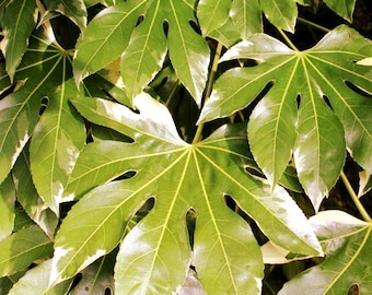 Japanese Aralia Plant Seeds (Fatsia japonica) 25+Seeds