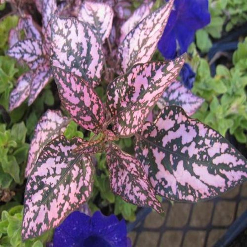 Hypoestes Pink Polka Dot Seeds Hypoestes Sanguinolenta Etsy