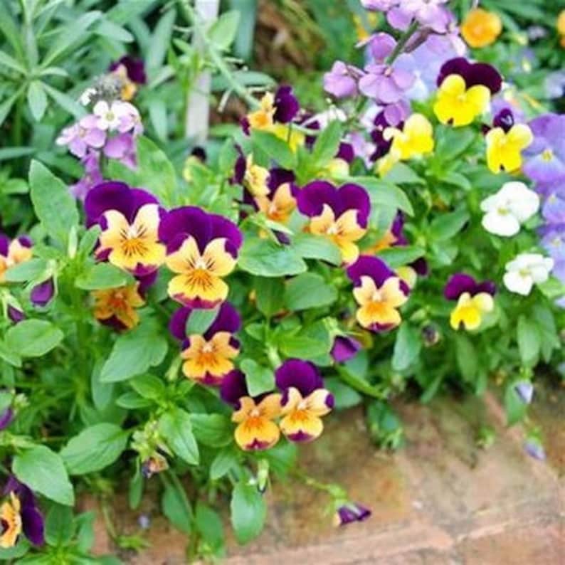 Hoornviooltje Bambini Mix - Viola Cornuta Les Graines De France