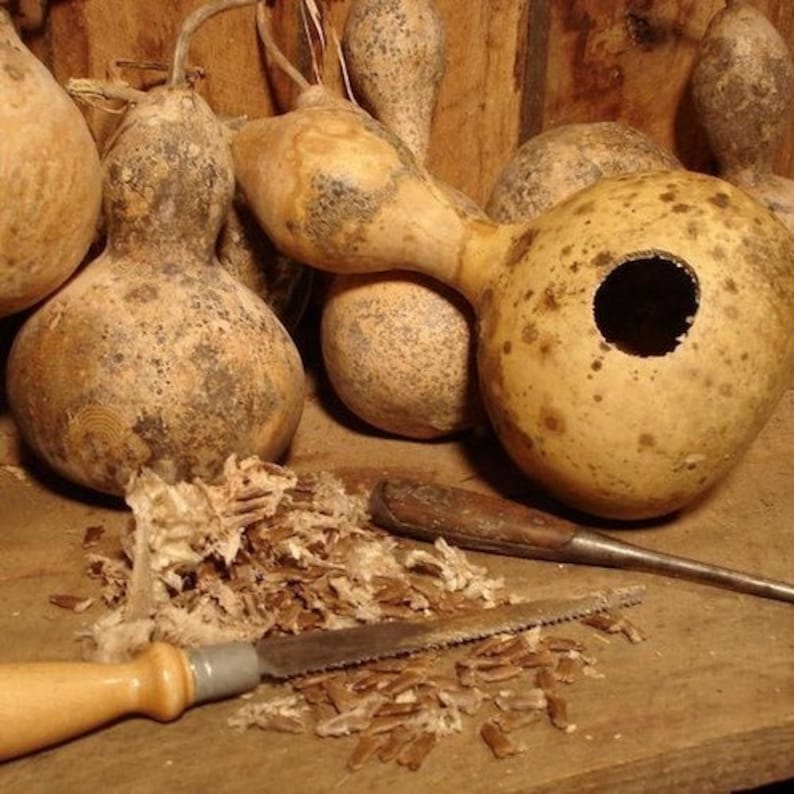 Gourd Birdhouse Vegetable Seeds Lagenaria siceraria 10Seeds image 3