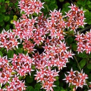 Sedum Stolon Stonecrop Succulent Seeds Sedum Stoloniferum 50Seeds image 1