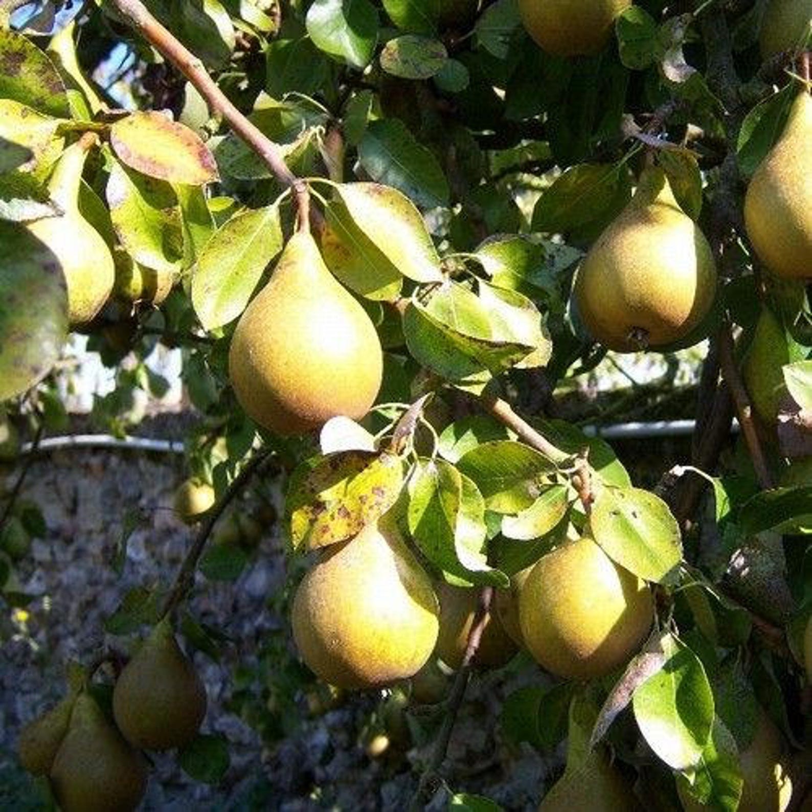 Груша обыкновенная (Pyrus communis)