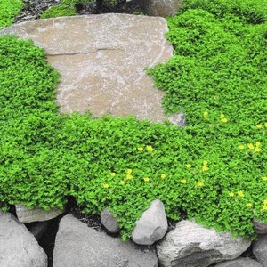 Pu&ograve; includere: Primo piano di una copertura vegetale verde con piccoli fiori gialli. La copertura vegetale cresce intorno a grandi rocce grigie.