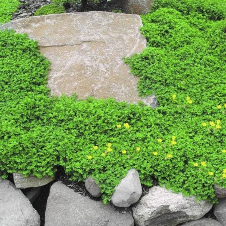 Pu&ograve; includere: Primo piano di una copertura vegetale verde con piccoli fiori gialli. La copertura vegetale cresce intorno a grandi rocce grigie.